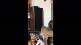 'Cat Fail | Maine Coon Takes the Entire Cabinet Down with her'