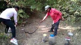 11 rescued snakes released in central India