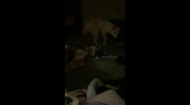 Wolf Vs. Cherry Tomato…