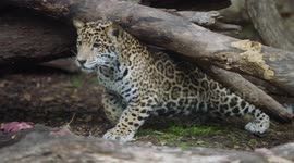 Cute and Cuddly Jaguar Cubs are Doing Their Part to Save Their Species