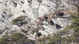 large group of alpine ibex gets nervous when large group of alpine choughs fly too close