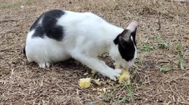 Herbyvora Cat Funny Cat Eating Corn