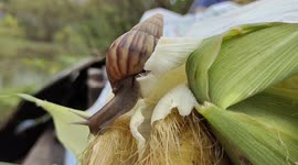 Feeding Wild Snail with Corn Very Dramatic