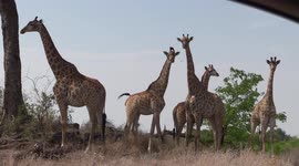 Giraffe Family Portrait