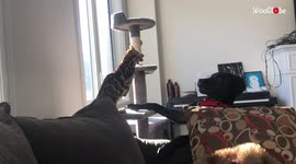 Aggressive cat schools puppy in friendly fight