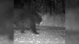 Wildlife experts spot 'biggest bear they've ever seen' stomping past Minnesota trail camera