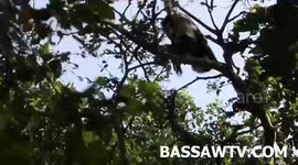 BEST OF BLACK AND WHITE MONKEYS DISPLAYING IN THEIR NATURAL ENVIRONMENT