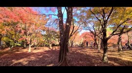 Japan: Autumn Brings About Striking Shades Of Foliage