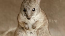 Tiny Parma wallaby baby is the cutest thing you'll see today