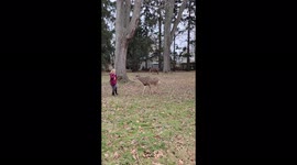 Touching moment little girl befriends deer during Canadian cemetery visit
