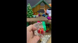 Adorable hamster gets into the festive spirit