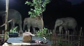 Herd of elephants move across residential area in northeastern India