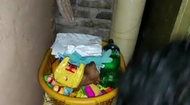 Venomous Bamboo Pit Viper rescued from residential premises in western India