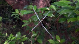 Watch this rare web building spiders raw footage filmed by an Indian guy inside forest
