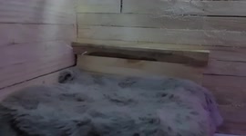 Animal lover builds amazing miniature wildlife village with a CHRISTMAS CABIN