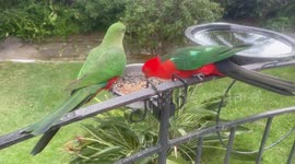 Cute Australian king parrots eat sunflower seeds