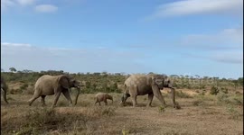 Khanyisa the orphaned albino elephant calf follows her adoptive mother through the African wilderness