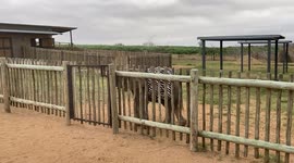 Orphaned albino elephant calf, Khanyisa, tries to open the gate to her nursery!