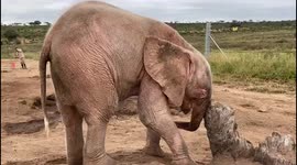 Orphaned albino elephant calf, Khanyisa, plays with a log at the HERD orphanage