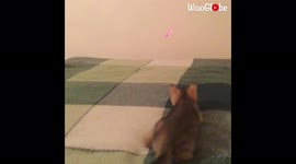 'Cat FOCUSED on laser pointer falls into gap between the bed & wall *Try Not to Laugh*'