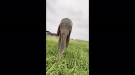 Elephant ASMR! Join orphaned elephant, Khanyisa, for some peaceful grazing