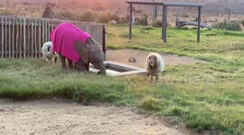 Sunrise at the HERD orphanage with elephant calf Khanyisa and her companion sheep