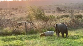 Sunrise at the HERD orphanage with elephant calf Khanyisa and her companion sheep