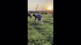 Elephant carer, Joshua, hand feeds orphaned elephant Khanyisa some grass