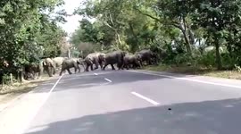 Herd of elephants walk across highway in northeastern India