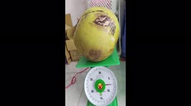 Giant coconut weighing nearly eight kilograms in western Vietnam