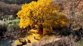 Tourists flock to take pictures of 1,200-year-old ginkgo tree in China