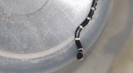Beautiful snake