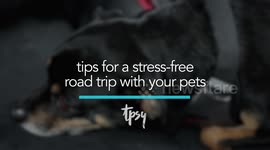 How You Can Travel With Pets Without Stress