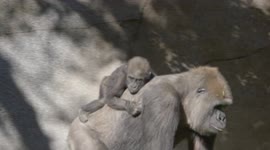 A Baby Gorilla's First Birthday is All Sorts of Cute