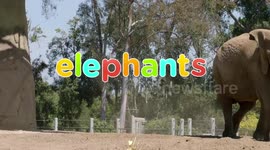 A Look Back at the Opening of San Diego Zoo's 'Elephant Odyssey'