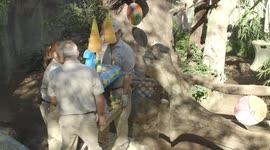 How Do You Throw a Birthday Party for a Panda? With Bamboo Cake, Of Course