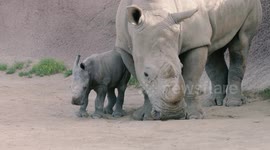 Scientists Form Special Diet for Rhinos to Increase Birth Rates