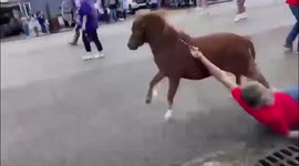 mini horse drags man at port neches christmas parade!