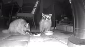 Camera Ready Raccoons Who Think They Can Get Away With Food Theft