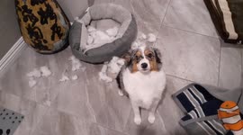 Busted dog's 'guilty ears' give the game away in bed destruction riddle