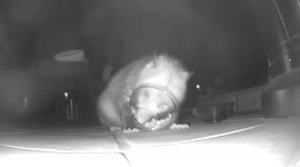 My possum neighbor who happens to be a hungry little fella.  I call him