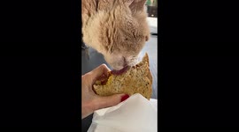 Cheddar the Cat decides he wants my vegan pastrami sandwich for lunch!