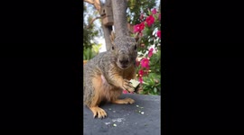 Billy the Squirrel Enjoying his Squash.  He is. healthy eater...not just nuts!