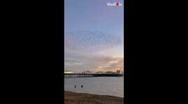 Murmuration of starlings twists across the sky and forms incredible spaceship-shaped pattern