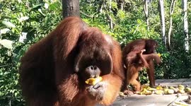 Orangutans King and Other Orangutans Female and her Babies on Feeding Platform