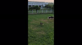 Poor goat want to sell something