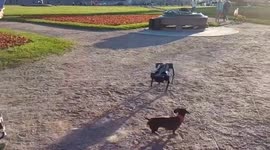 Bizarre moment St Petersburg dachshunds met Robodog