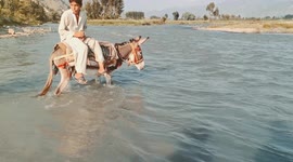 Donkey crossing the river