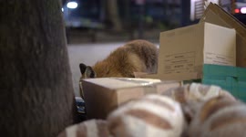 Waste left by human is being eaten by foxes