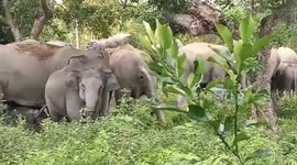 Elephant herd spotted amid clearing in northeastern India